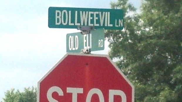 Bollweevil Lane