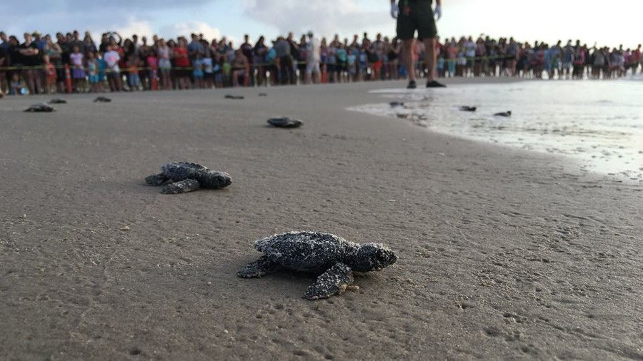 Padre Island Sea Turtle Release