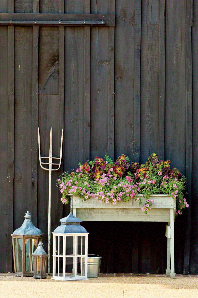 गुलाबी Petunia Window Box