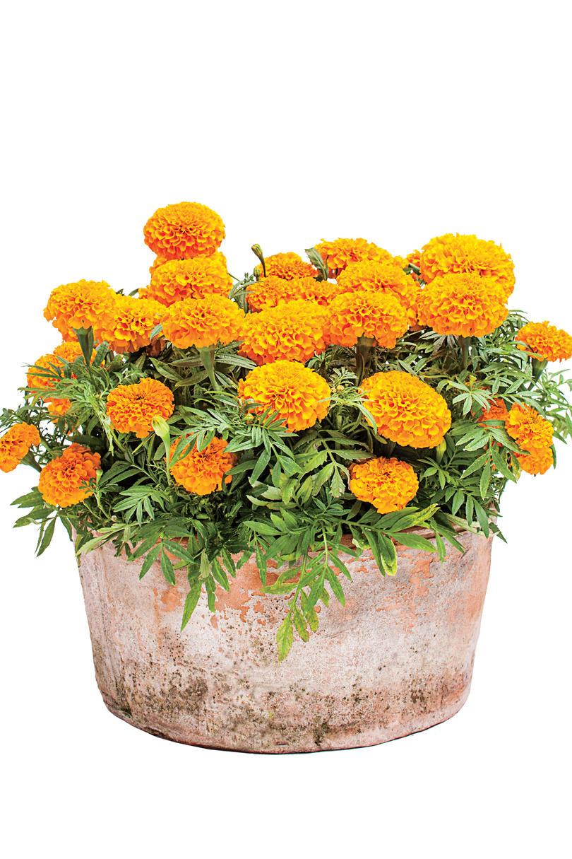धूप Marigolds