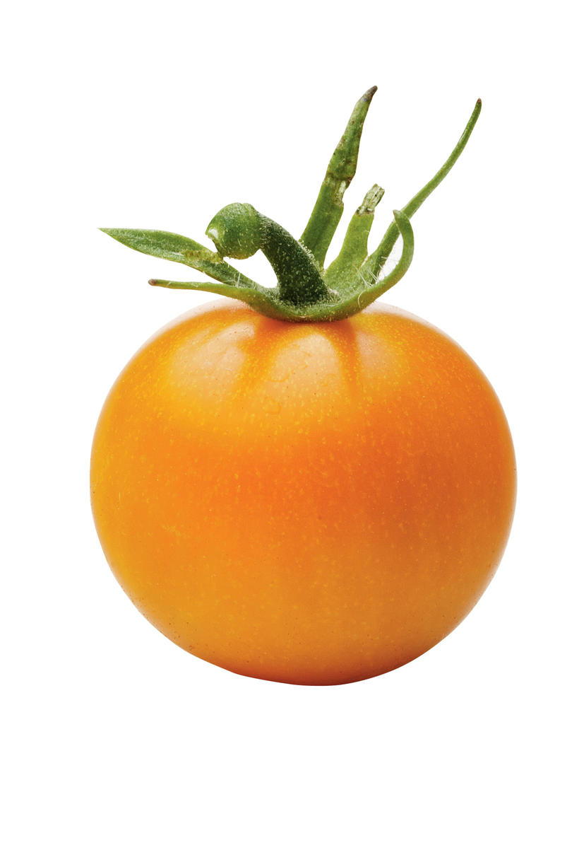 रवि Gold Tomato