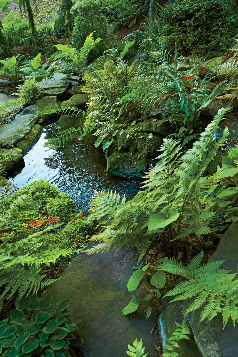 कोई Pond and Fern Garden of Jay Sifford in Charlotte, NC
