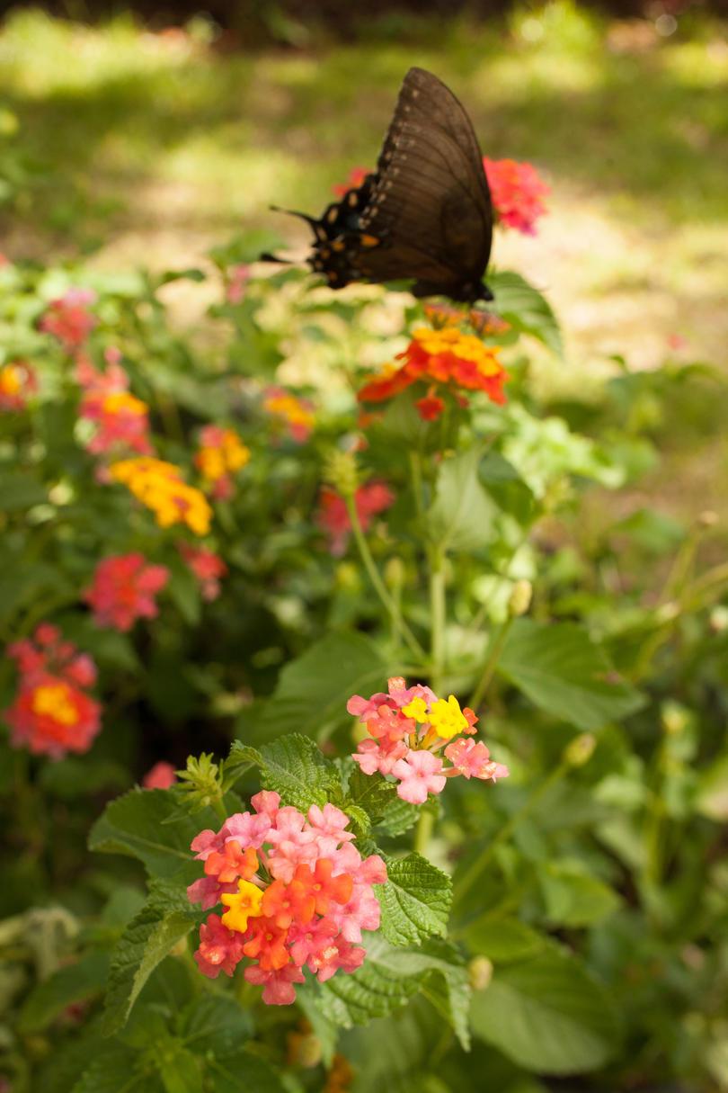 लैंटाना with Butterfly