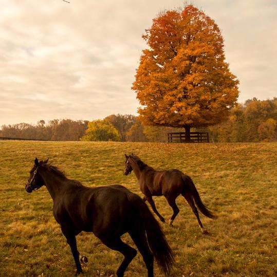 पर जाएँ the Horses of Lexington