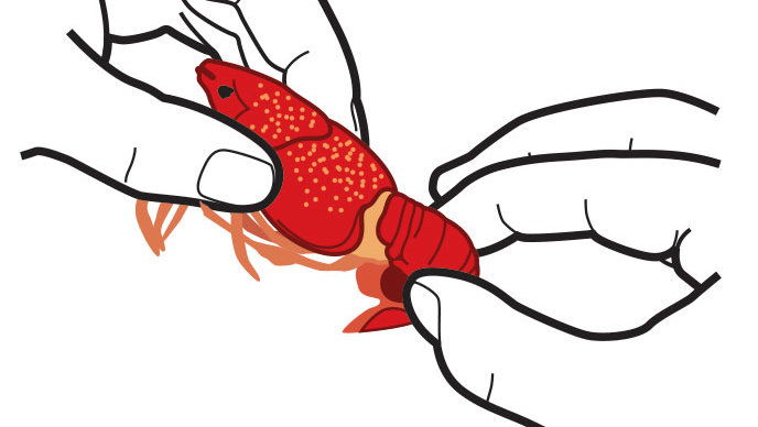 Kako To Eat Boiled Crawfish: Grasp