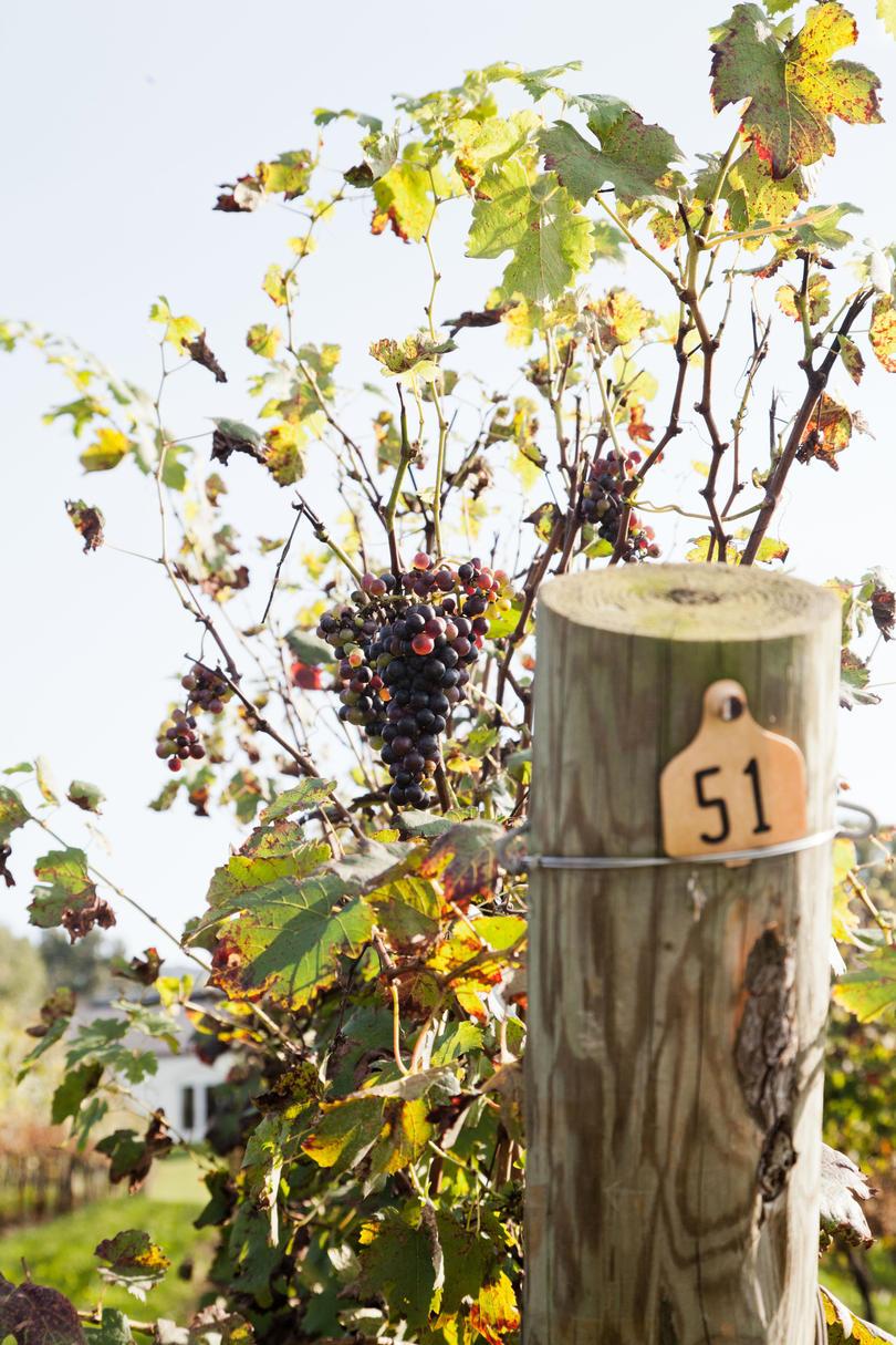 48. Celebrating Milestones: Barboursville Vineyards Turns 40