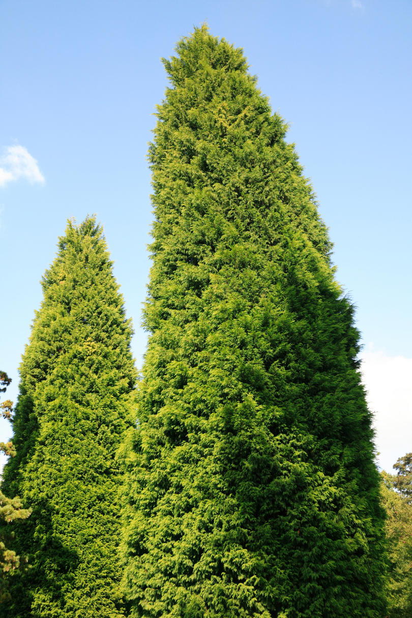 लीलैंड Cypress 