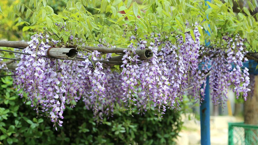 जापानी or Chinese Wisteria