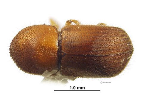 ambrosia Beetle