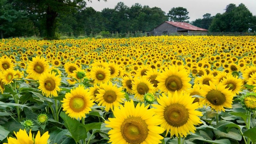 एंडरसन Sunflower Farm
