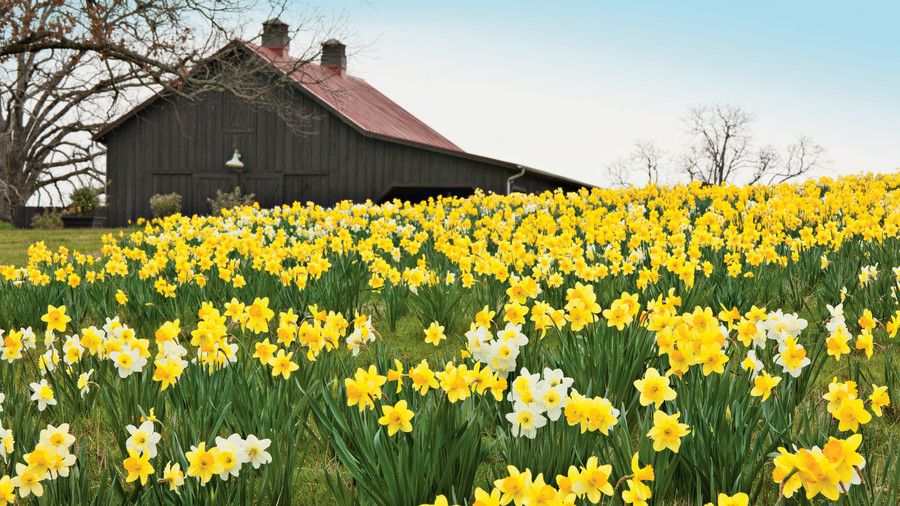 बढ़ रही है daffodils