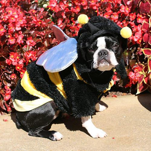 Μπέλα the Bee