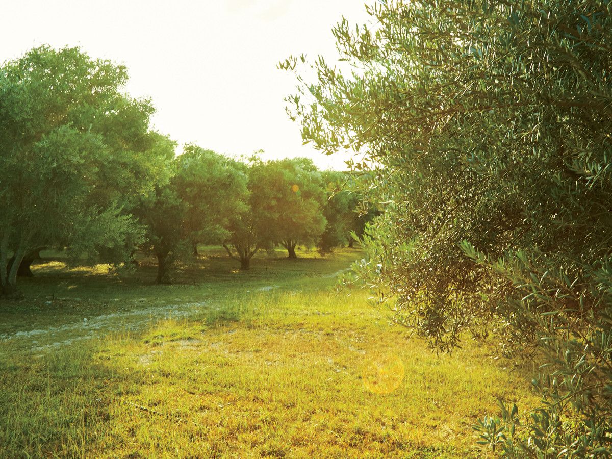 बेला Vista Ranch Olive Orchards