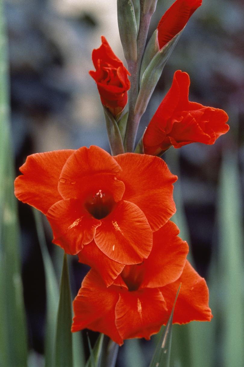 Gladiolus August Birth Flower
