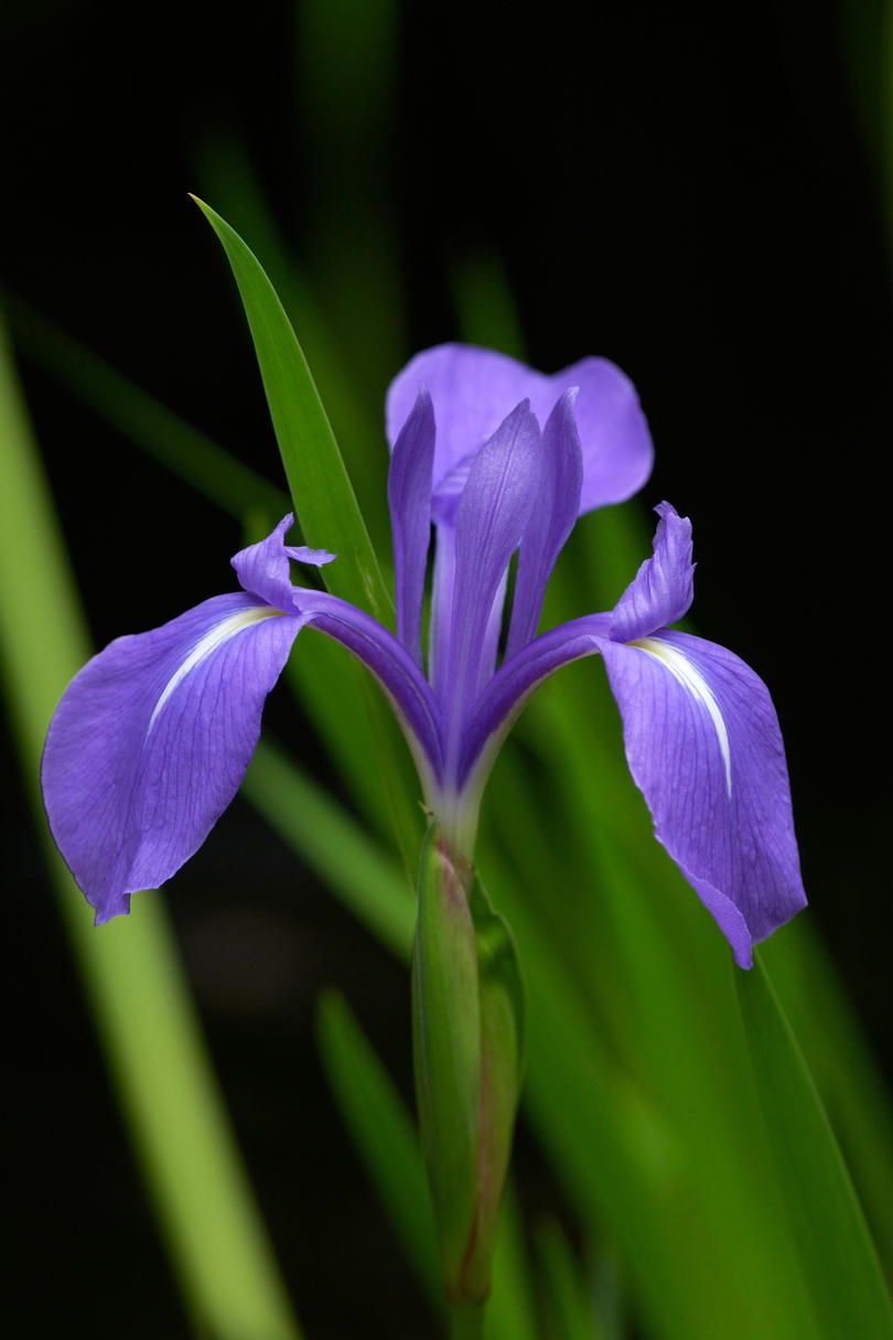 Iris February Birth Flower