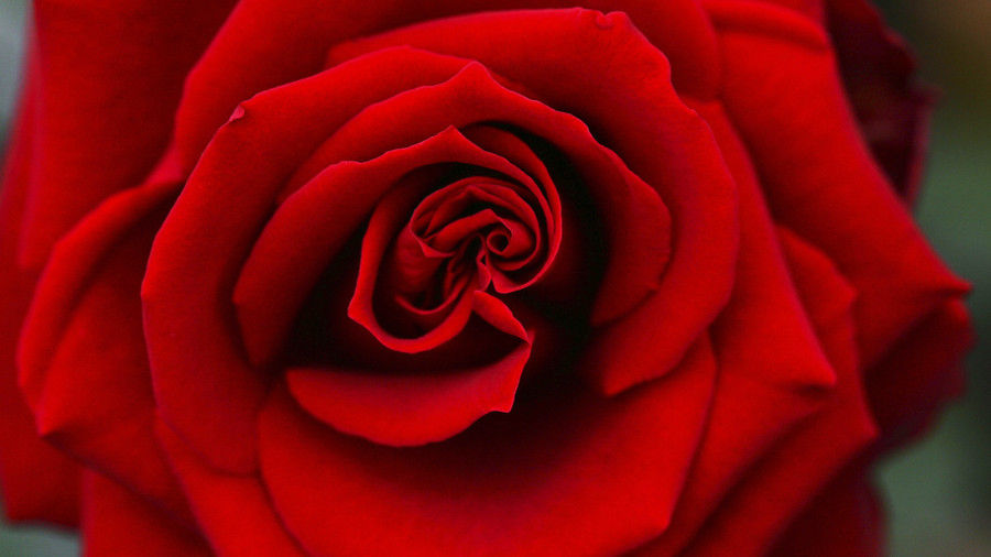 जून Birth Flower Rose