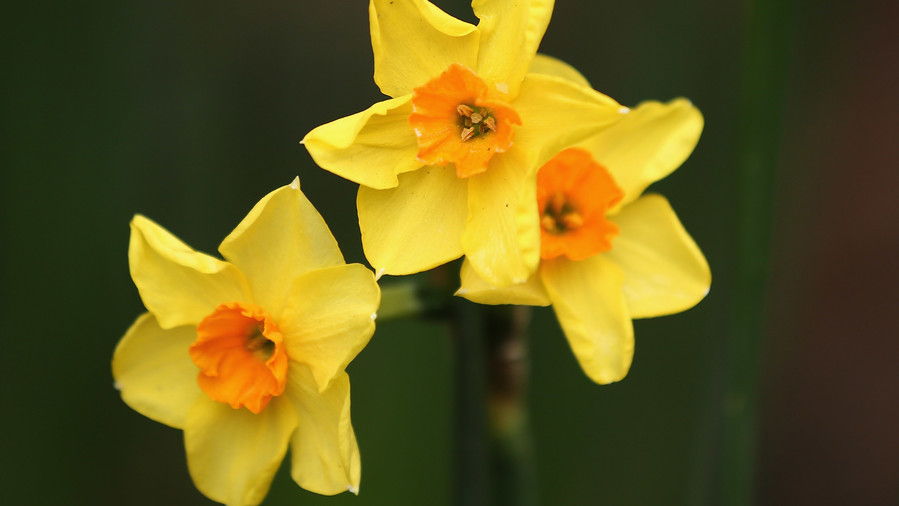 मार्च Birth Flower Daffodil