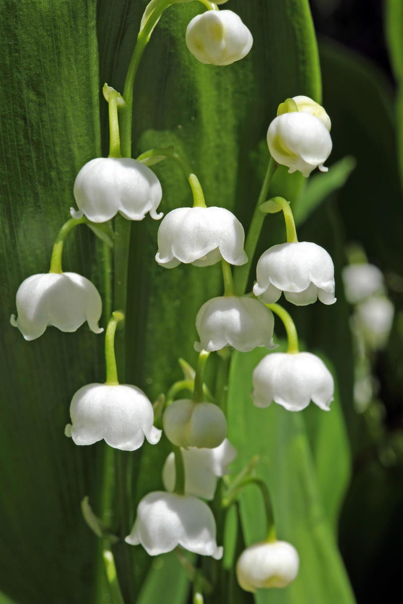 मई Birth Flower Lily-of-the-Valley