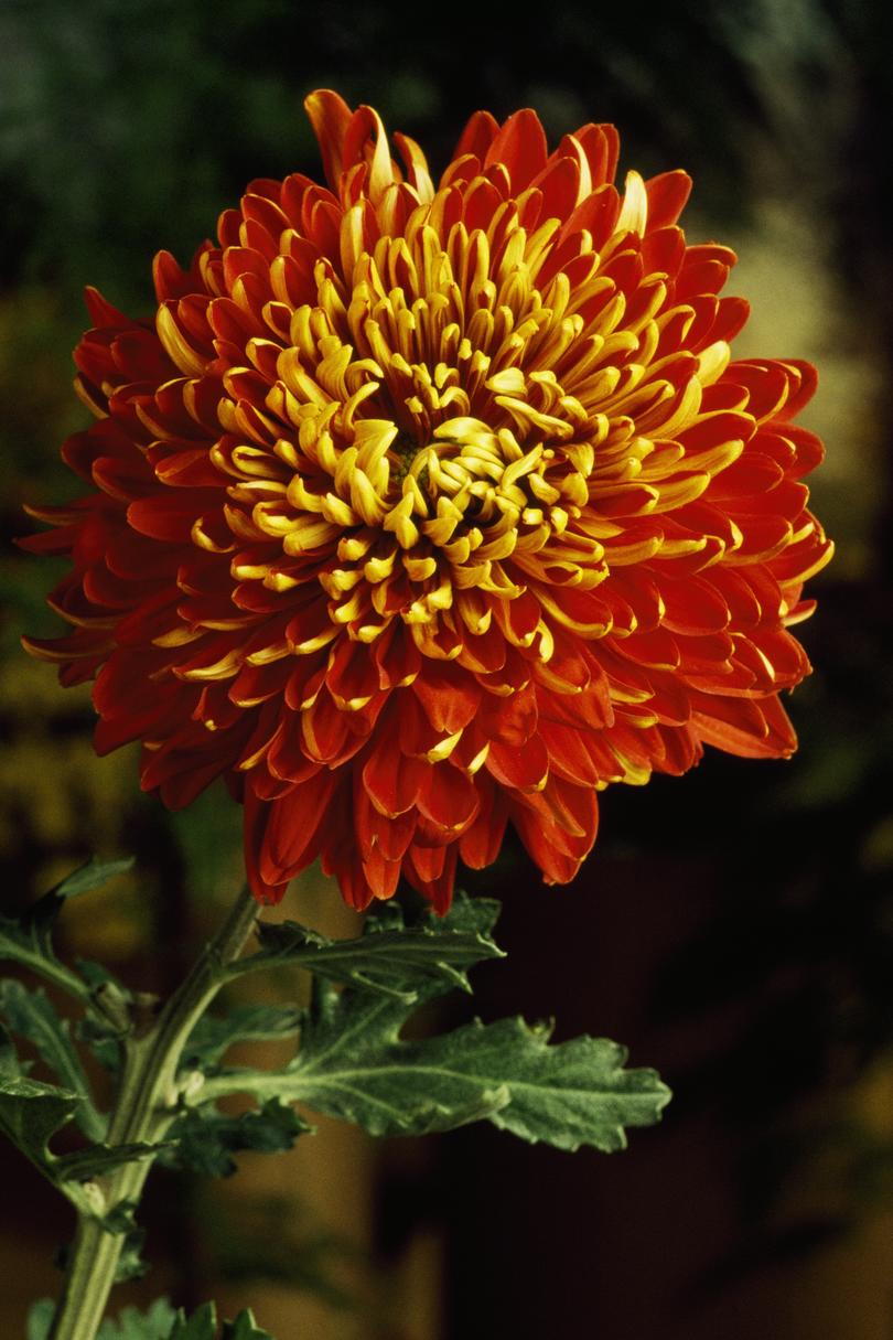 Krysanteemi Birth Flower November