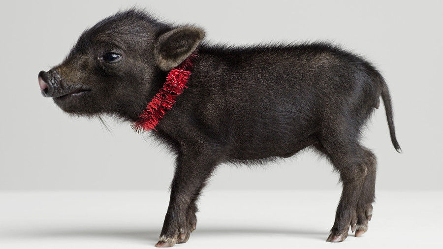 μαύρος piglet with red collar