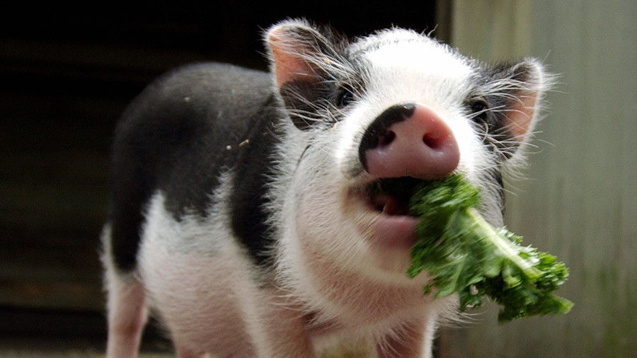 छोटा pig eating lettuce