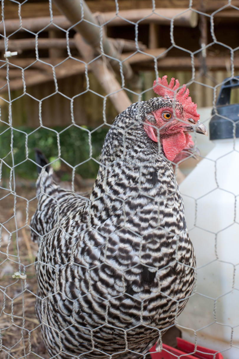 Crno and white chicken behind chicken wire in coop
