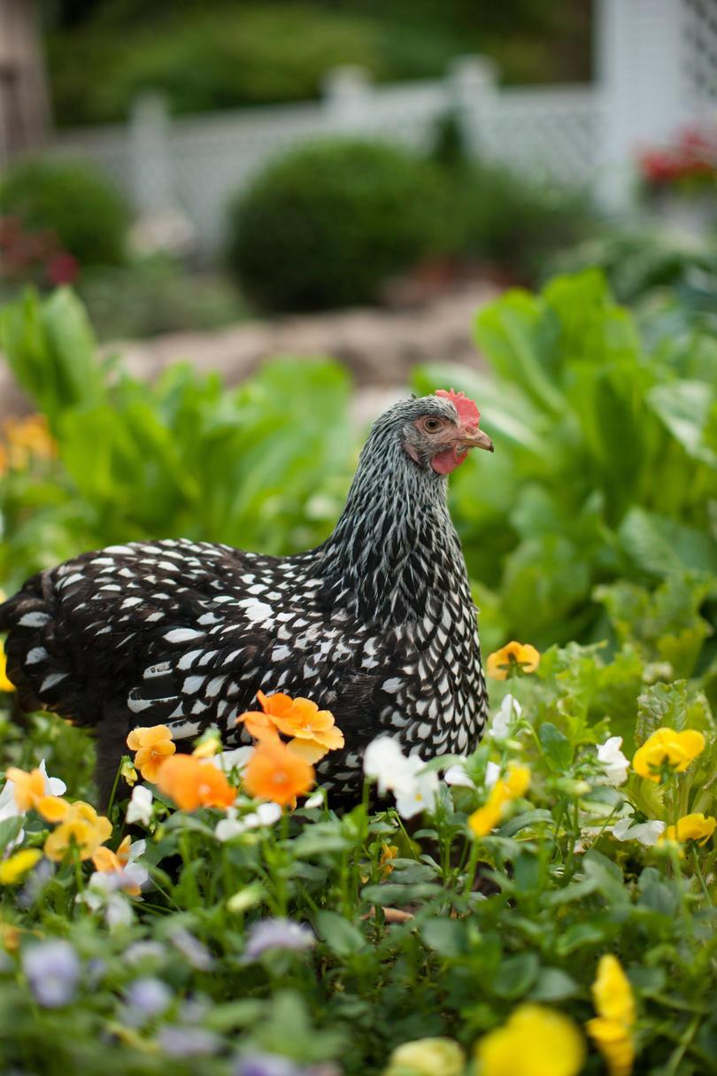 Γκρο πλαν of Silver Laced Wyandotte chicken in garden.