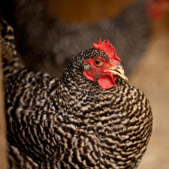Σχιστόλιθος Hill Farm. Puopolo farmhouse. Close-up of chicken walking in chicken coop.