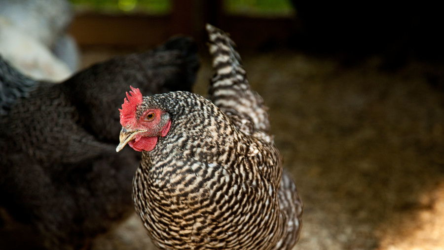 Σχιστόλιθος Hill Farm. Puopolo farmhouse. Close-up of two chickens walking in chicken coop.