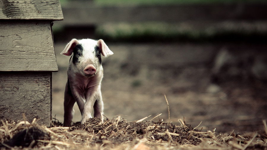 μαύρος and white pig on farm