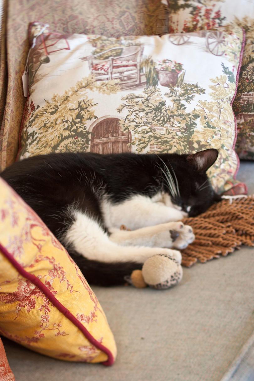 Μαύρος and White Cat Sleeping on Couch