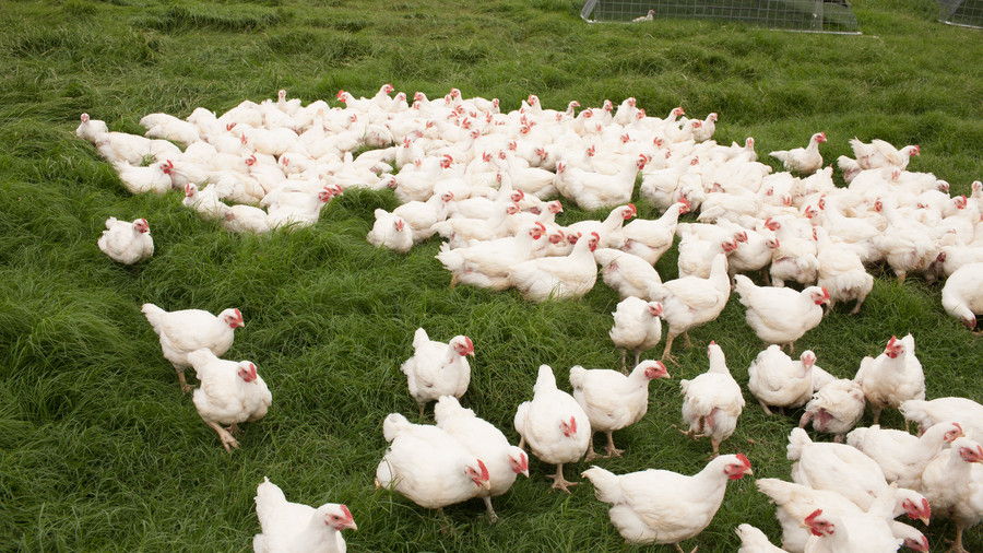 Striptizeta Farms. White chickens are grazing in grass.