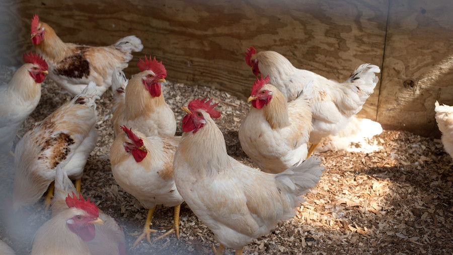 leglo of white and tan chickens on farm