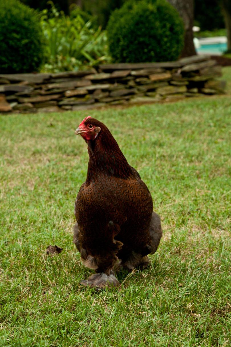 škriljac Hill Farm. Puopolo farmhouse. Close-up of chicken walking on grounds outside of house.
