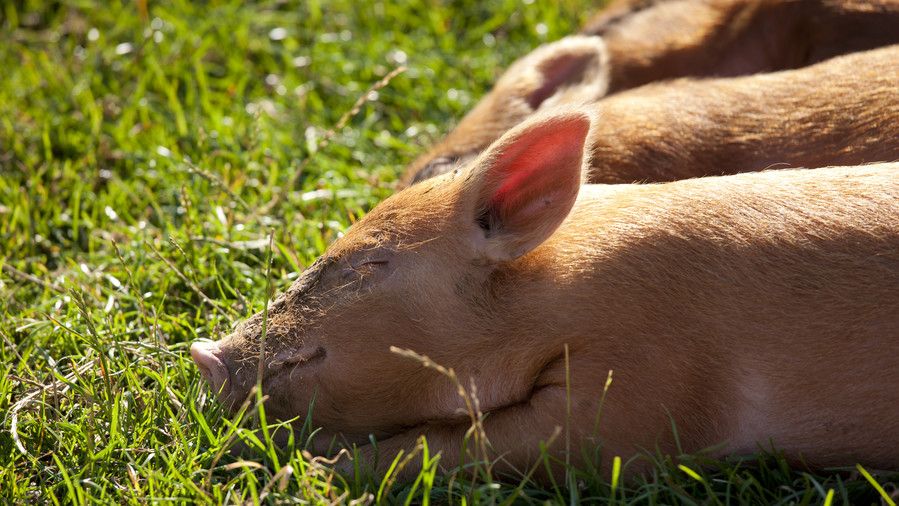 भूरा piglets sleeping in grass