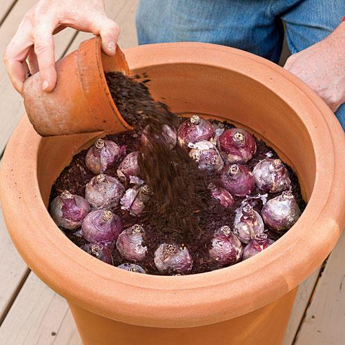 किस तरह to Plant Bulbs in a Container: Step Four 