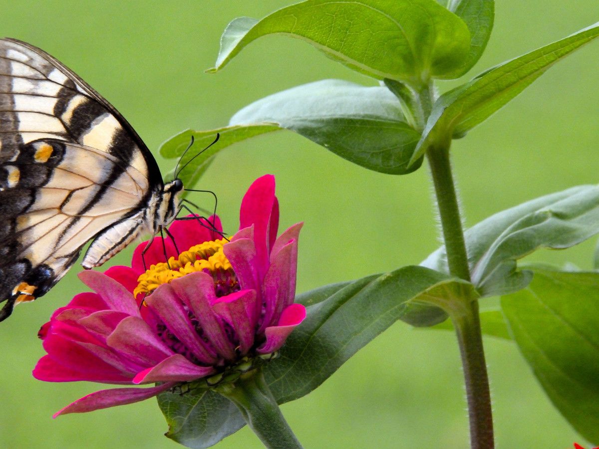 बाघ Swallowtail Butterfly on Zinnia