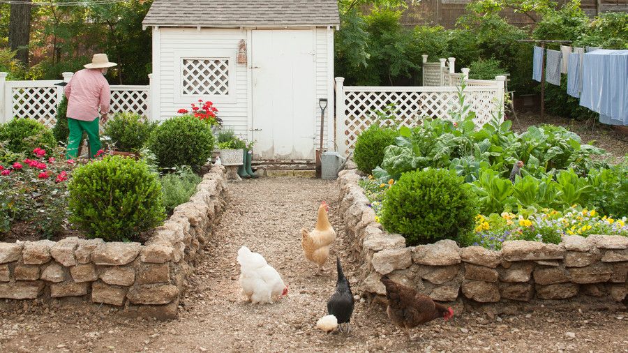 Κοτόπουλα grazing while walking in front of chicken coop in garden; man (Jimmie Henslee) in background.