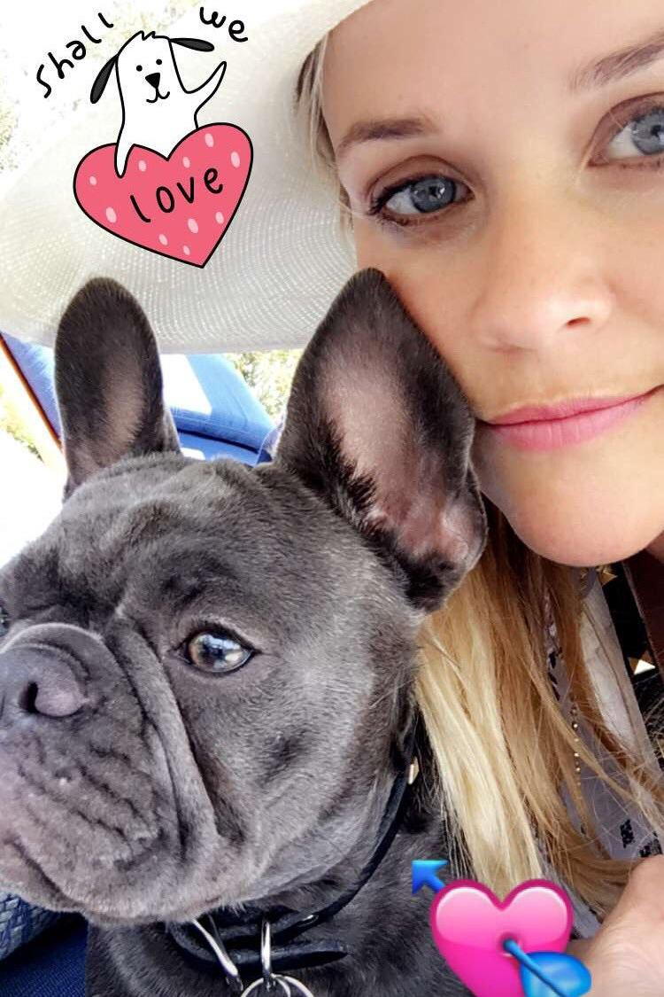 Papar The Dog Snapchat Love
