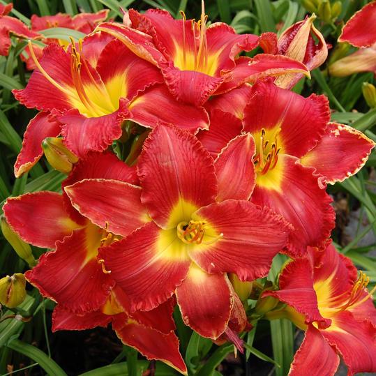 हर्ष of Living High Voltage Daylily