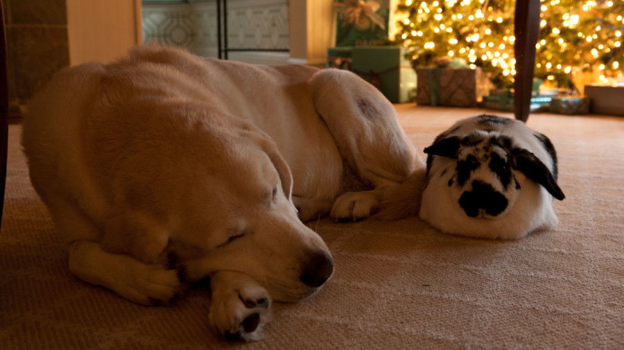 करगोश and dog sleeping by christmas tree