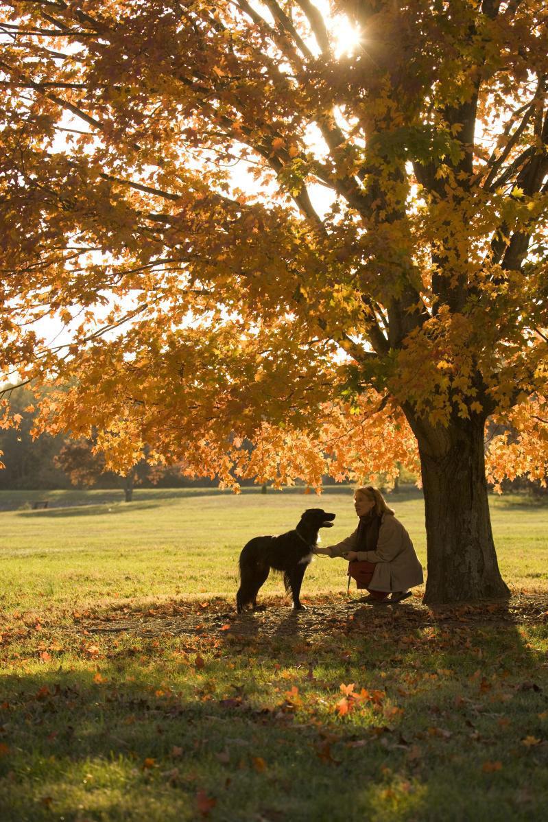 कुत्ता by tree in fall