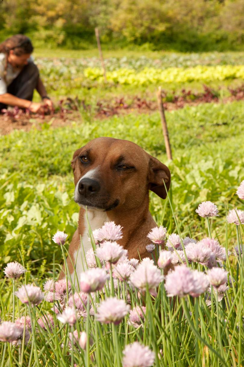 कुत्ता in flower field