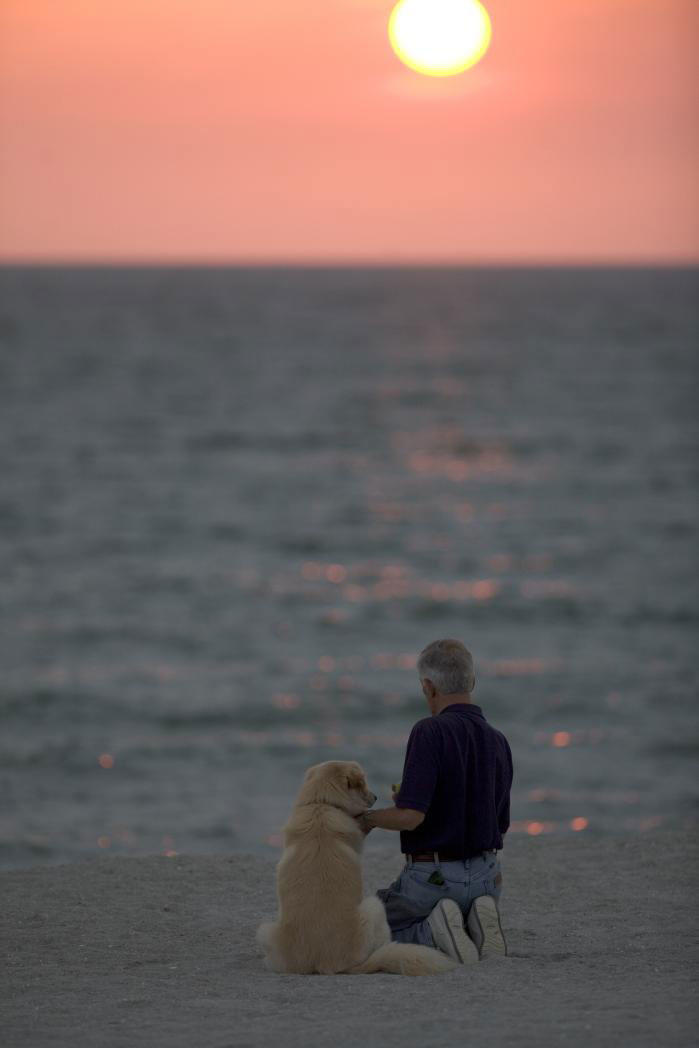 कुत्ता on beach with sunset