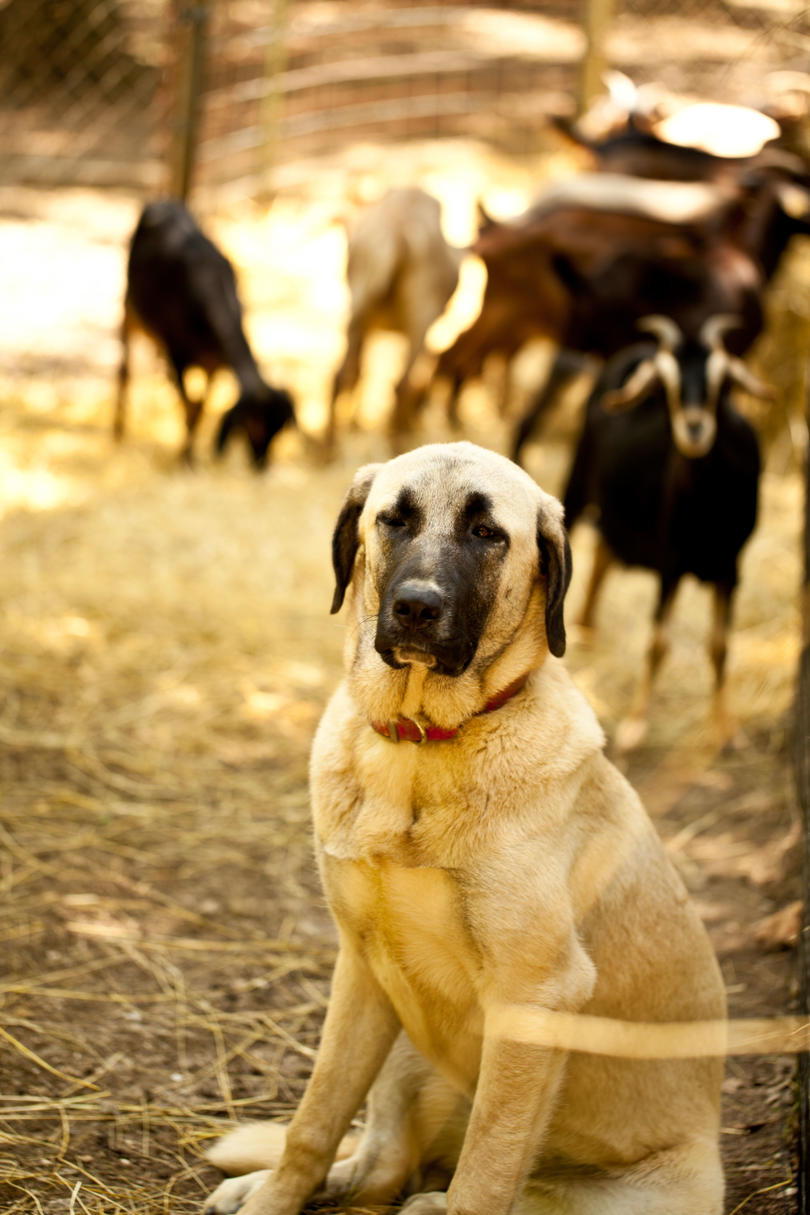 स्लेट Hill Farm dog with goats
