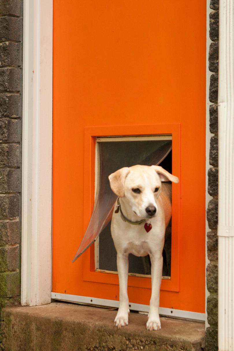 कुत्ता walking through doggie door