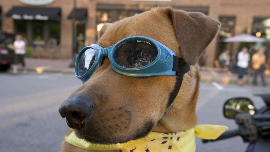 कुत्ता wearing sunglasses
