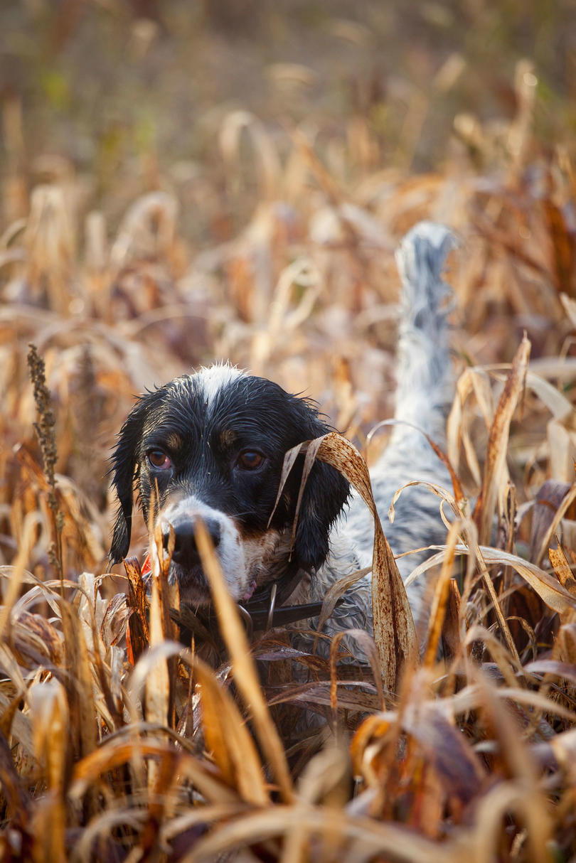 अंग्रेज़ी pointer hunting dog in field