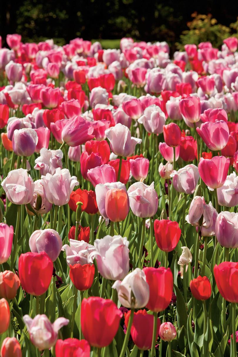 Pinkki Tulips