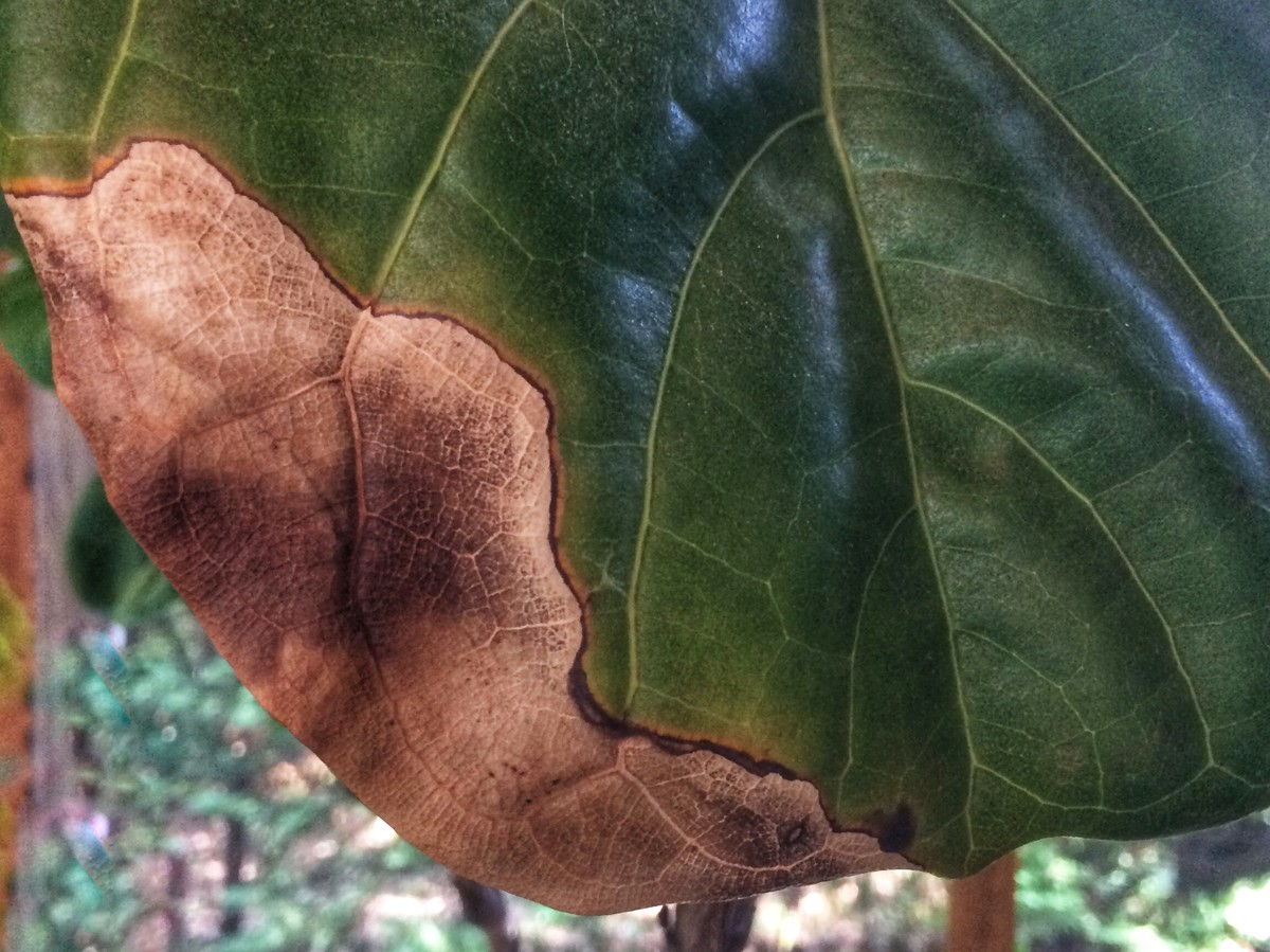 बेला Leaf Fig Brown Spots